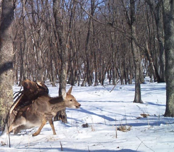 A camera trap set up to record tigers snapped three pictures of a golden eagle preying on a young deer in Siberia.