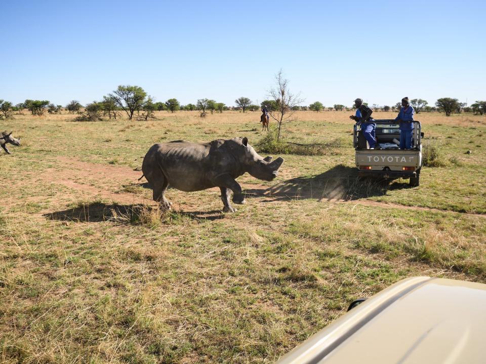 A white rhino stumbles as it begins to feel the effects of a tranquilizer dart before having its horn trimmed