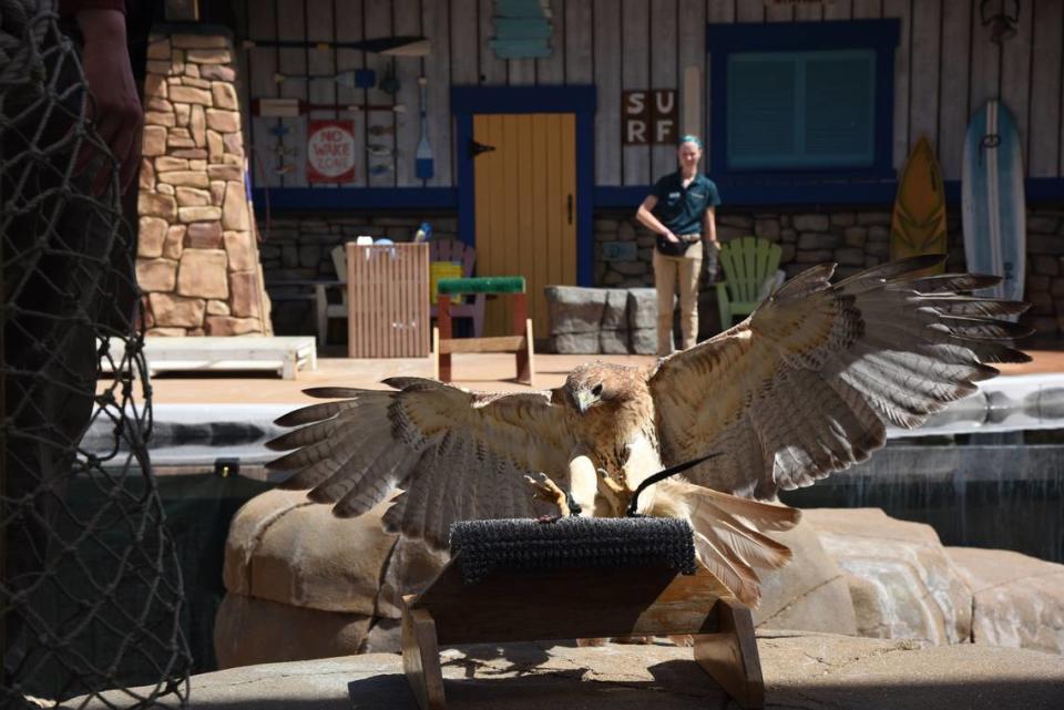 “Winging It” bird shows start at the Saint Louis Zoo Saturday, May 6. Birds that may be seen in the shows include tawny eagle, turkey vulture, red-tailed hawk (pictured), American barn owl, black-crowned night heron, African grey parrot, Harris’s hawk, white-bellied stork and bald eagle. For show dates and times, visit stlzoo.org. Provided