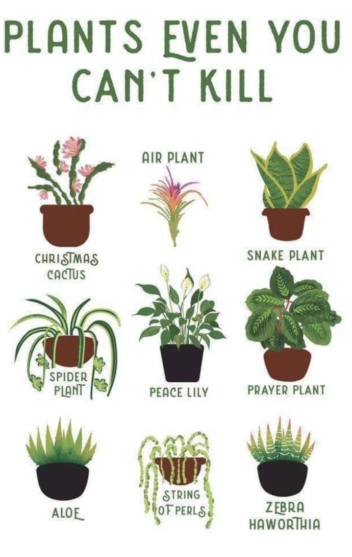 illustration of different plants like aloe, strips of pearls, and peace lily