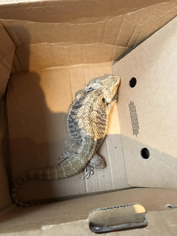A bearded dragon which was found in a closed cardboard box in West Sussex.