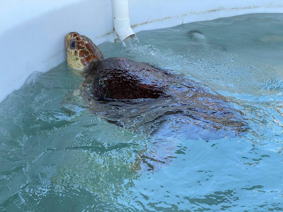 "Carole," a 217-pound female loggerhead sea turtle that was rescued at the Okaloosa Island Fishing Pier on July 5 rests in a large tank at the Gulfarium C.A.R.E. Center.