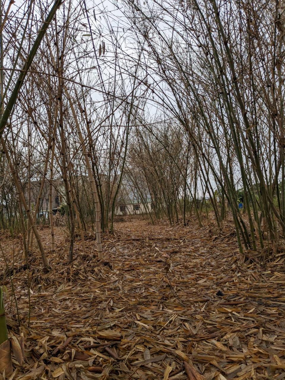 竹筍也因乾旱損失慘重。（圖片提供／農糧署）