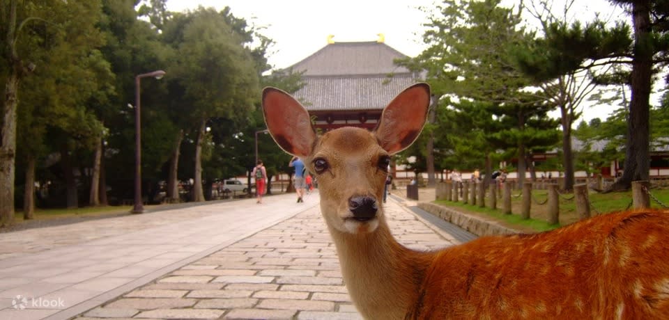 Kyoto and Nara Day Tour from Osaka/Kyoto. (Photo: Klook SG)