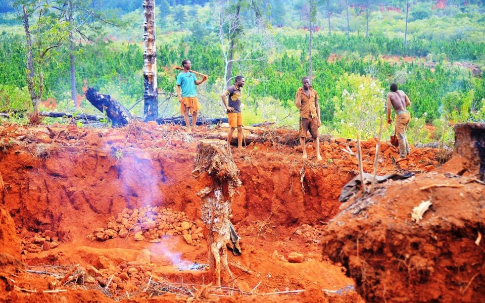 Illegal gold miners tear down timber plantations in Zimbabwe