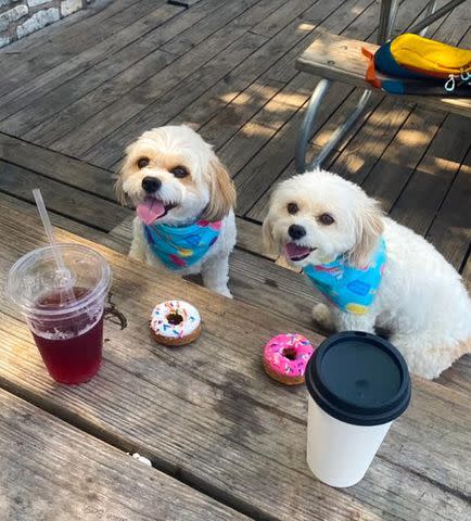<p>Courtesy Karolina Chwistek and Laura Green</p> Augie and Puffin, sibling Cavachons, at their reunion in Austin