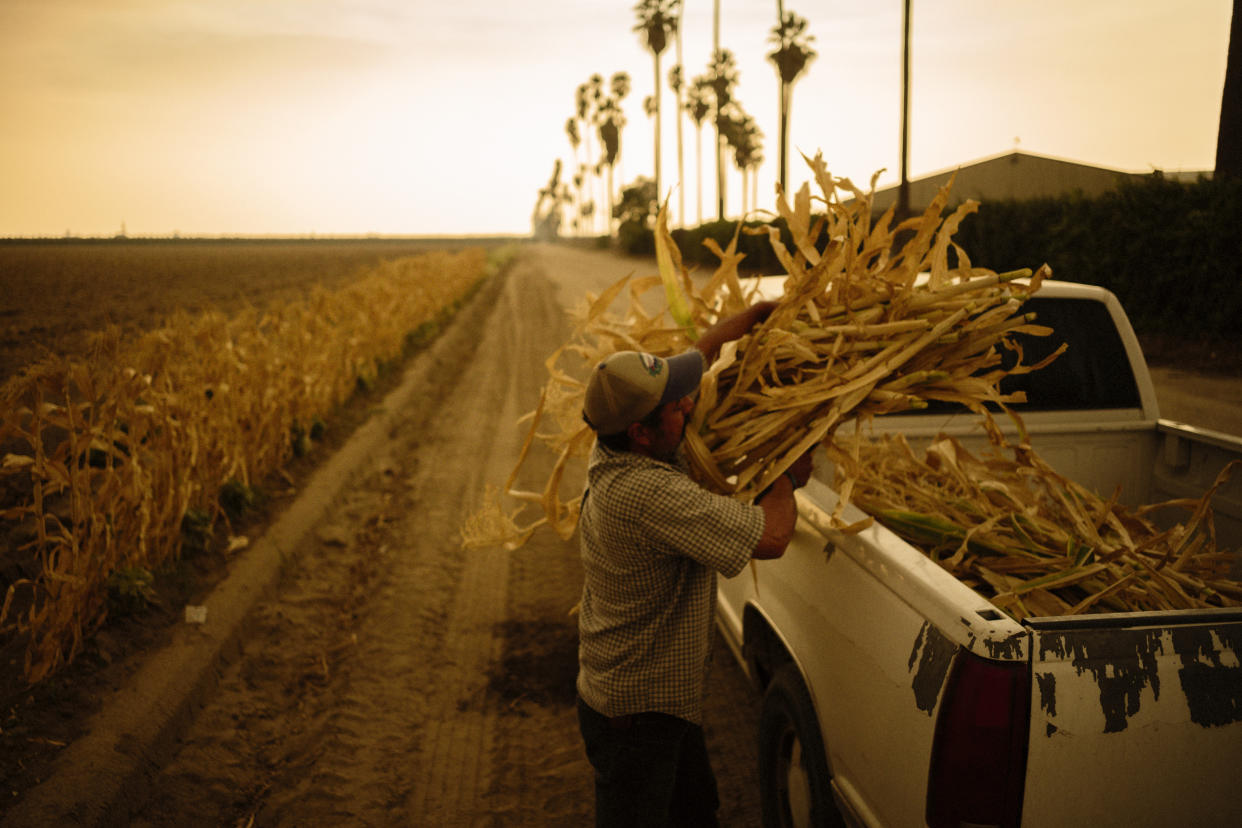 Guillermo Zamaripa, trabajador agrícola, corta maíz para su caballo en el Valle de San Joaquín en California, el 20 de agosto de 2020. (Brian L. Frank/The New York Times)