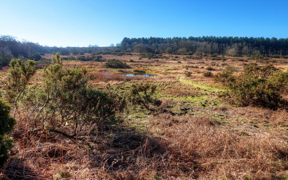 Brecks Heath