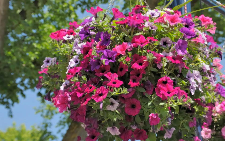 Conventional petunias - Credit: RiverNorthPhotography