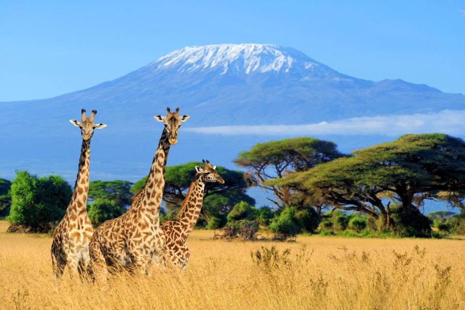 <p>Kenya has reopened to international visitors, so long as they submit a temperature test reading lower than 37.5°C (99.5°F) and show no other covid-19 related symptoms. The Kenyan government has stipulated that passengers arriving from specified countries require quarantine, but these do not include the UK.</p>