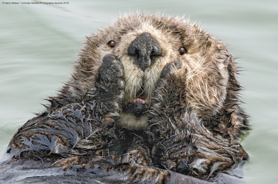 Ooh! Whatever was said here was clearly a bit of a shocker. (Harry Walker/Comedy Wildlife Photo Awards 2019)