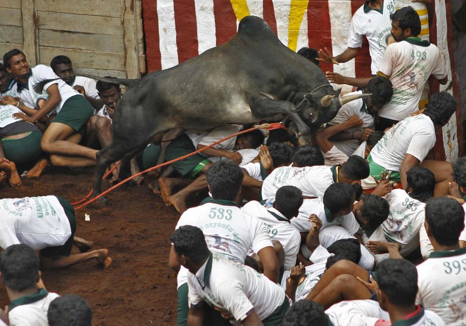 A bull jumps over villagers during a bull-taming festival on the outskirts of Madurai town