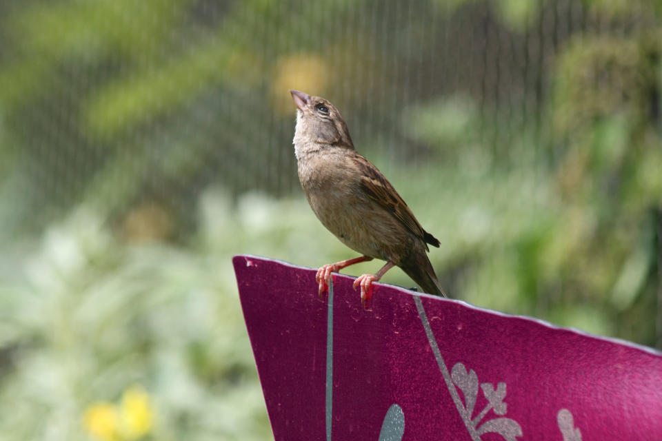 A bird sits on an outdoor cushion (How to clean outdoor cushions) 