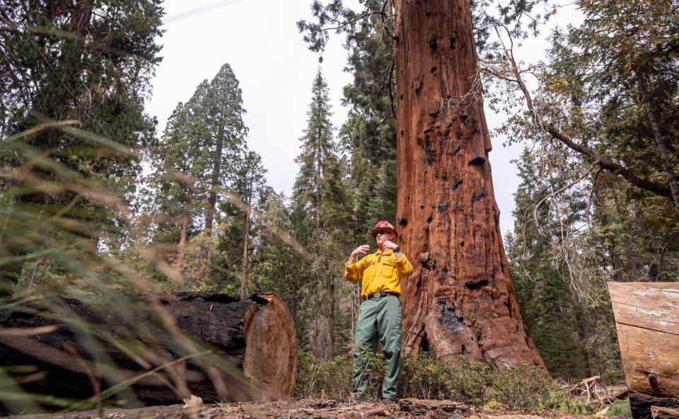 Fire Behavior Analyst Jeff Shelton speaks to media during a tour in Trail of 100 Giants on Monday, October 4, 2021. The tree behind him was scaled by specially trained firefighters.