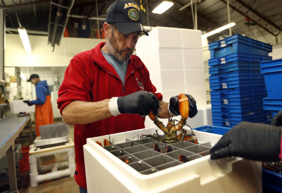 In this Tuesday, Sept. 11, 2018 photo, Jeff Leach packs a live lobster for shipment to Hong Kong at The Lobster Company in Arundel, Maine. The company says it has resorted to layoffs due to shrinking business resulting from tariffs. (AP Photo/Robert F. Bukaty)