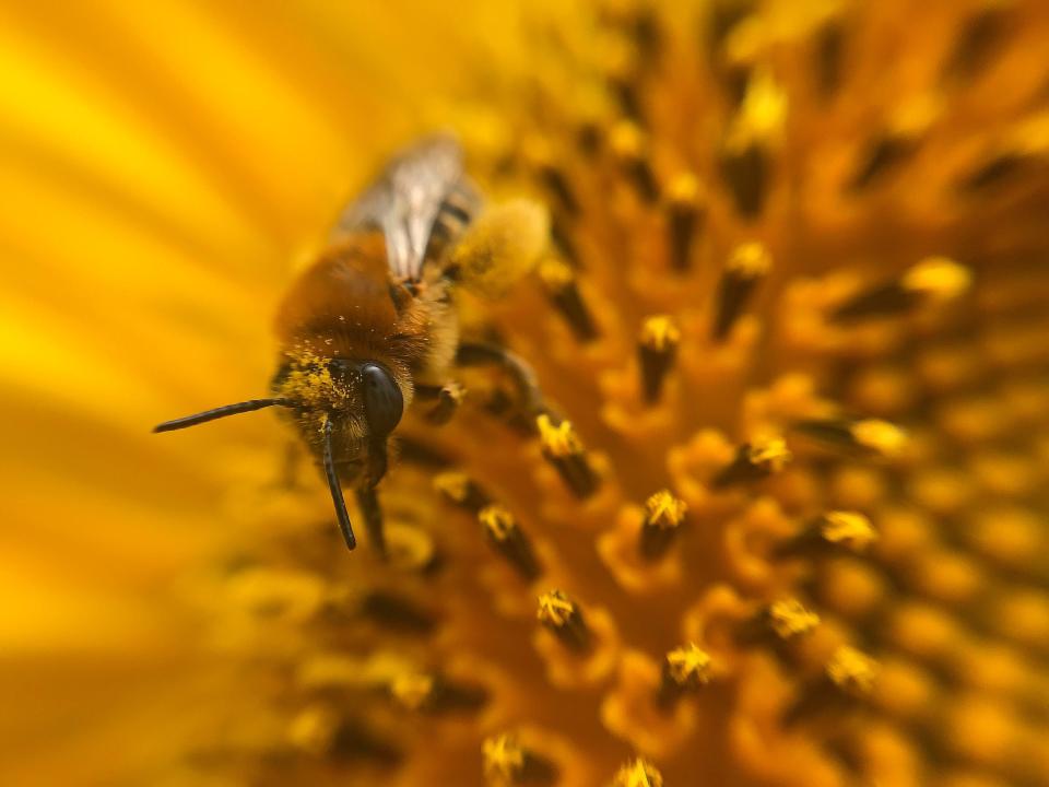 Microscopic grains of pollen float through the air, entering the nose, mouth or eyes of allergy sufferers.