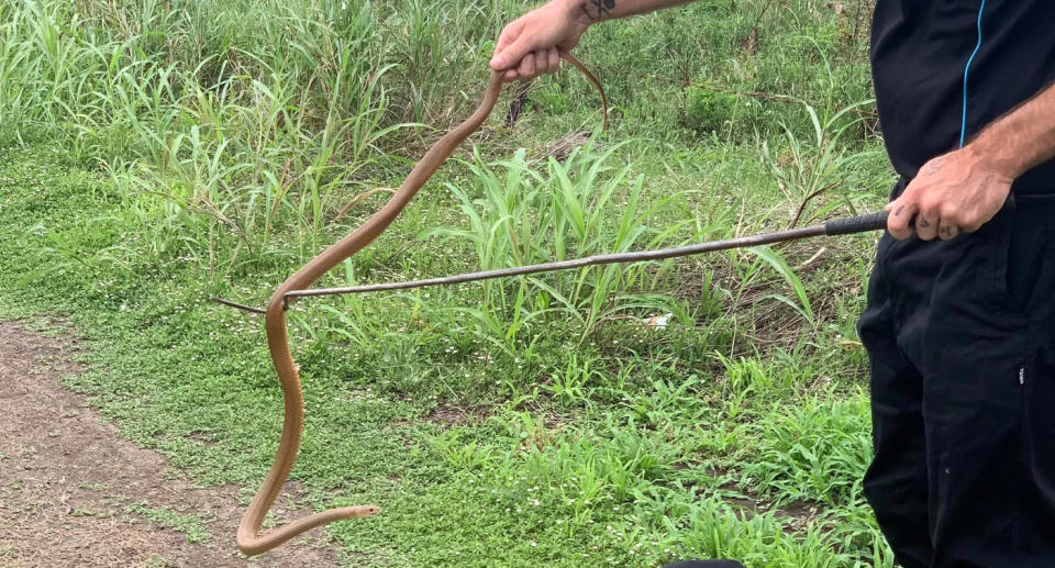 The brown snake after Adams had safely retrieved it from the gumboot. Source: Southern Downs Snake Catcher