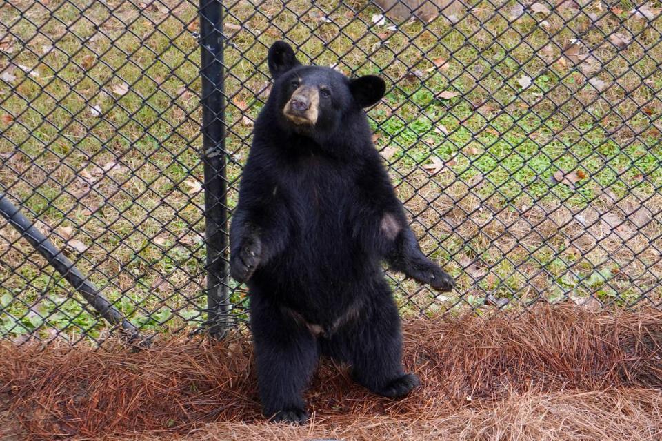 The Museum of Life and Science has added an 88-pound, 9-month-old male American black bear cub to its Explore the Wild: Black Bear habitat.