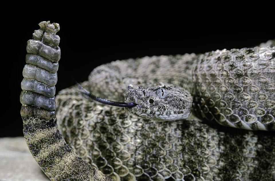 Rattlesnakes have tails that evolved for defensive purposes. <a href="https://media.gettyimages.com/photos/crotalus-tigris-picture-id522204284?s=2048x2048" rel="nofollow noopener" target="_blank" data-ylk="slk:Paul Starosta/Stone via Getty Images;elm:context_link;itc:0;sec:content-canvas" class="link ">Paul Starosta/Stone via Getty Images</a>