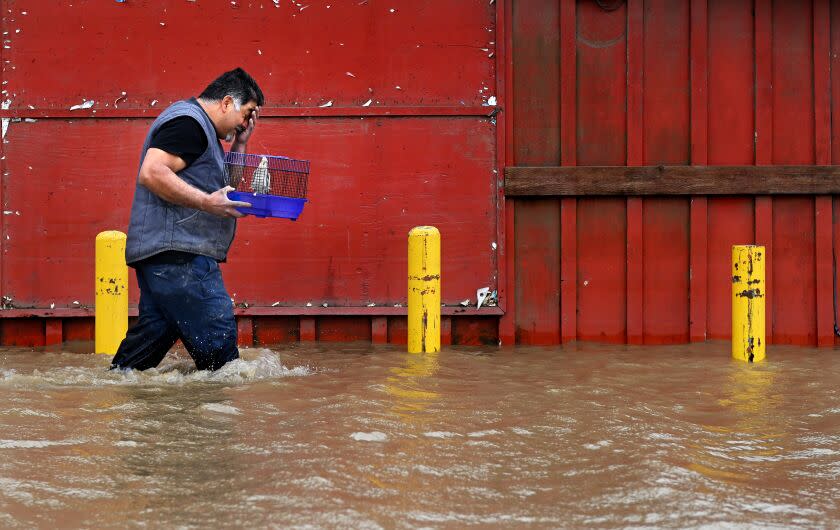 Watsonville, California March 14, 2023-Herbeto Estrada rescues his two birds from his home who have not eaten since Friday along Salinas Rd. in Pajaro Tuesday. (Wally Skalij/(Los Angeles Times)