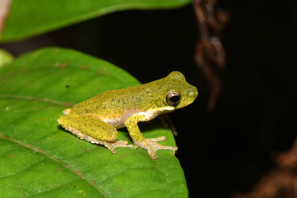 Lisa’s treefrog or Litoria lisae. Photo from Steve Richards