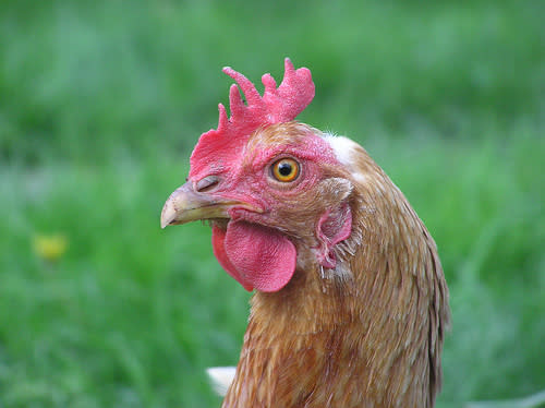 <div class="caption-credit"> Photo by: Flickr</div><b>Lie: Hens Need A "Man"</b> <br> Fact: You don't need a rooster to have a hen lay eggs; they do it all on their own cycle. If a rooster is around, the egg can get fertilized. No rooster? The egg is laid unfertilized and still delicious when deviled. <br> <a rel="nofollow noopener" href="http://www.babble.com/kid/get-your-geek-on-50-simple-science-mistakes-parents-make/?cmp=ELP|bbl||YahooShine||InHouse|110413|ScienceMistakes||famE|" target="_blank" data-ylk="slk:For 8 more scientific "facts" that are actually complete lies, visit Babble!;elm:context_link;itc:0;sec:content-canvas" class="link "><b><i>For 8 more scientific "facts" that are actually complete lies, visit Babble!</i></b></a>