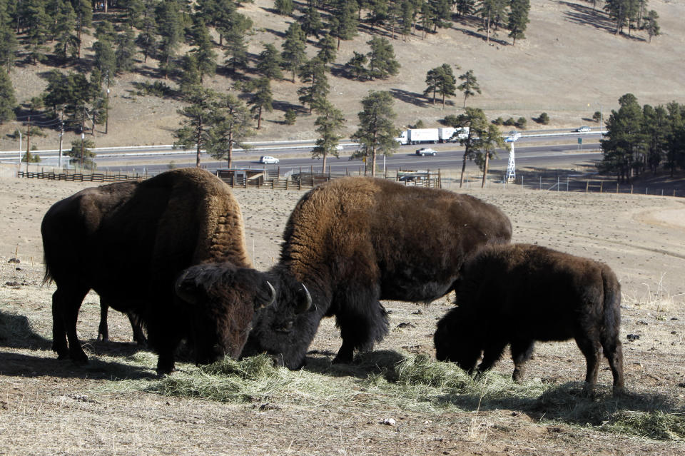 This photo taken on Dec. 7, 2012 shows bison feeding at the Buffalo Herd Overlook west of Denver. They're kept behind fences about 20 miles west of town on Interstate 70, where an overlook near Exit 254 offers great opportunities to photo the creatures with the Rocky Mountains on the horizon. Interstate 70 can be seen in the distance. (AP Photo/Ed Andrieski)