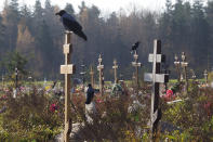 Crows sit on grave crosses in the section of a cemetery reserved for coronavirus victims in Kolpino, outside St. Petersburg, Russia, Tuesday, Oct. 12, 2021. Russia hit another record of daily coronavirus deaths Tuesday as the country struggled with a rapid surge of infections and lagging vaccination rates, but authorities have been adamant that there would be no new national lockdown. (AP Photo/Dmitri Lovetsky)