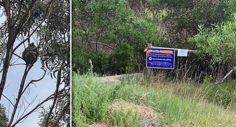 Left - a koala in a tree. Right - the land owned by Alcoa where the koalas live.