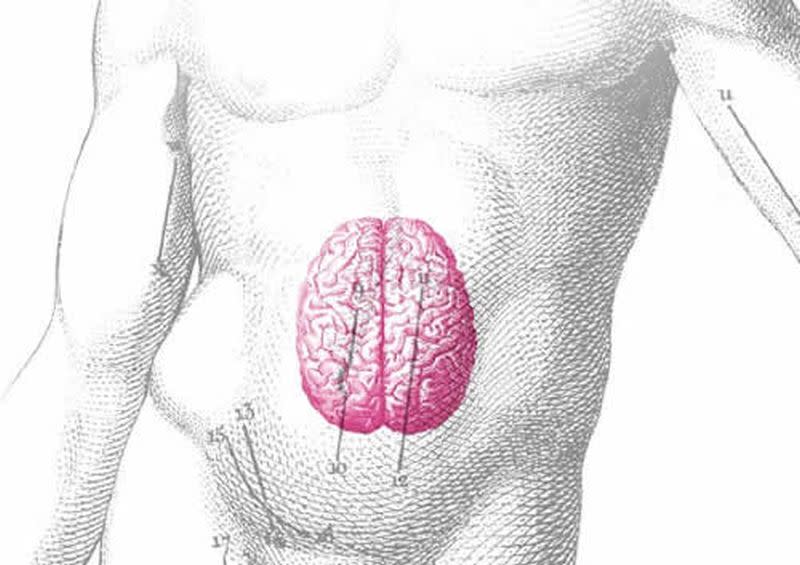 Cerebro abdominal. (Crédito imagen: doctora Irina Matveikova).