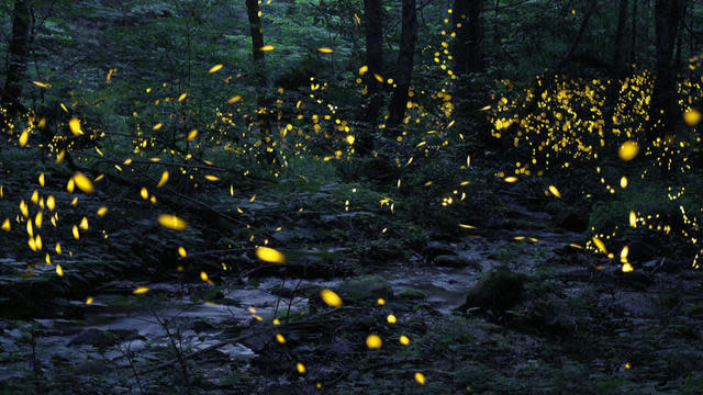 Synchronous fireflies put on a show at Great Smoky Mountains National Park in Tennessee.  / Credit: CBS News