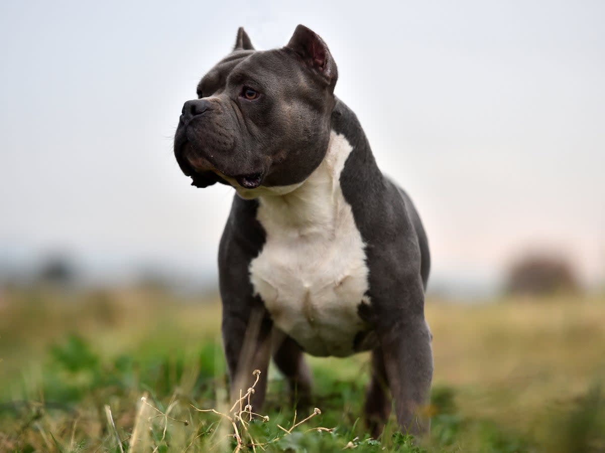 Home secretary calls for ban on XL bully dogs (Getty Images/iStockphoto)