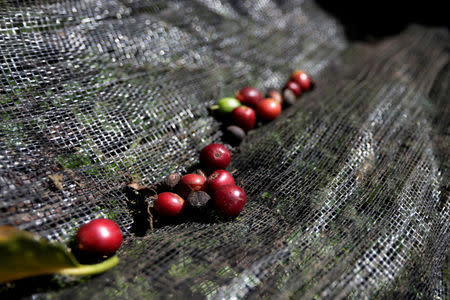 Coffee fruits are seen on a canvas in Chinchina, Colombia November 22, 2018. REUTERS/Luisa Gonzalez