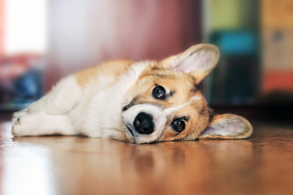 Sad corgi puppy lays on the floor