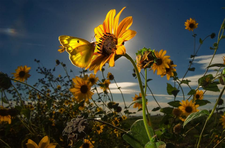A butterfly rests on a wild sunflower growing along Highway 4 near Roberts Road in Stockton on Sept. 18. 2014. A narrow aperture of f/16 creates lots of depth of field. This is also and example of using a wide angle lens at it's minimum focus to get a closeup and wide angle effect at the same time.