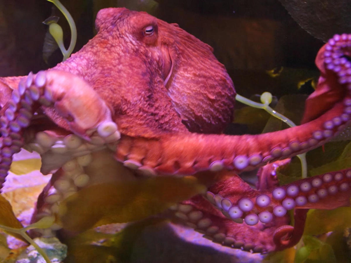 Octopus DNA naznačuje, že kolaps antarktického ľadového štítu je „blízko“