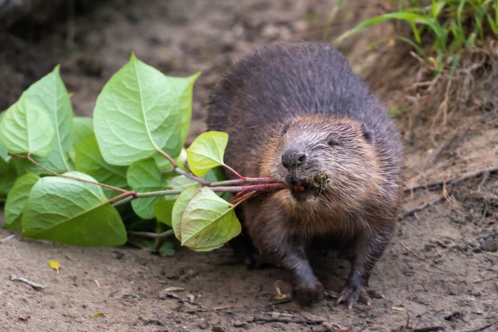 A Cornish beaver dragging Japanese knotweed (Elliot McCandless)