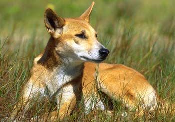 澳洲野犬的基因介於狼與犬之間。（翻攝昆士蘭州政府網站）