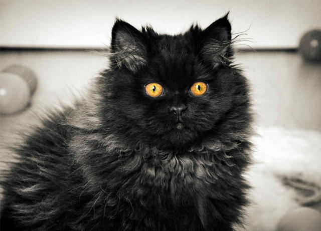 black fluffy cats