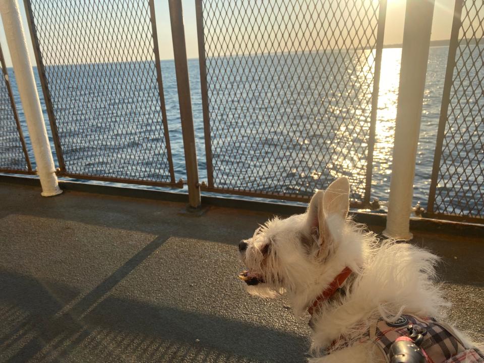 small dog on the deck of a ferry