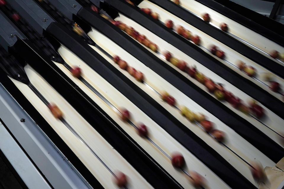 Apples speed along as they’re sorted for size and quality at the BelleHarvest packing and storage facility, Tuesday, Oct. 4, 2022, in Belding, Mich. This process happens repeatedly throughout the year as apples are taken out of special storage rooms that help them stay fresher. They are then sent to grocery stores. (AP Photo/Carlos Osorio)