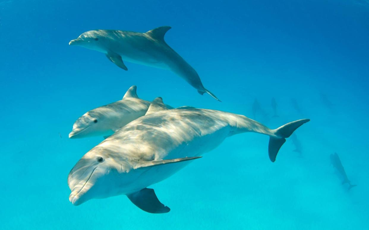 The marine mammals are believed to be one of the most intelligent animals - Amanda Cotton/Alamy Stock Photo 