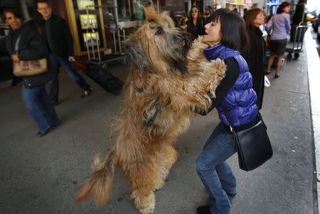 Gilbert, a three-year-old Briard breed, leaps on his owner Delores Dement of Memphis, Tennessee as they arrive to check into the Pennsylvania Hotel in New York City for the 136th Westminster Kennel Club Dog Show in this February 10, 2012 file photo. REUTERS/Mike Segar/Files