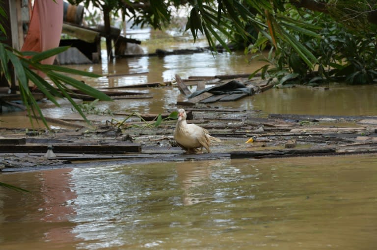 A duck stands on floating debris next to a house submerged by flood waters caused by typhoon Koppu, in Jaen town, Nueva Ecija province north of Manila, on October 20, 2015