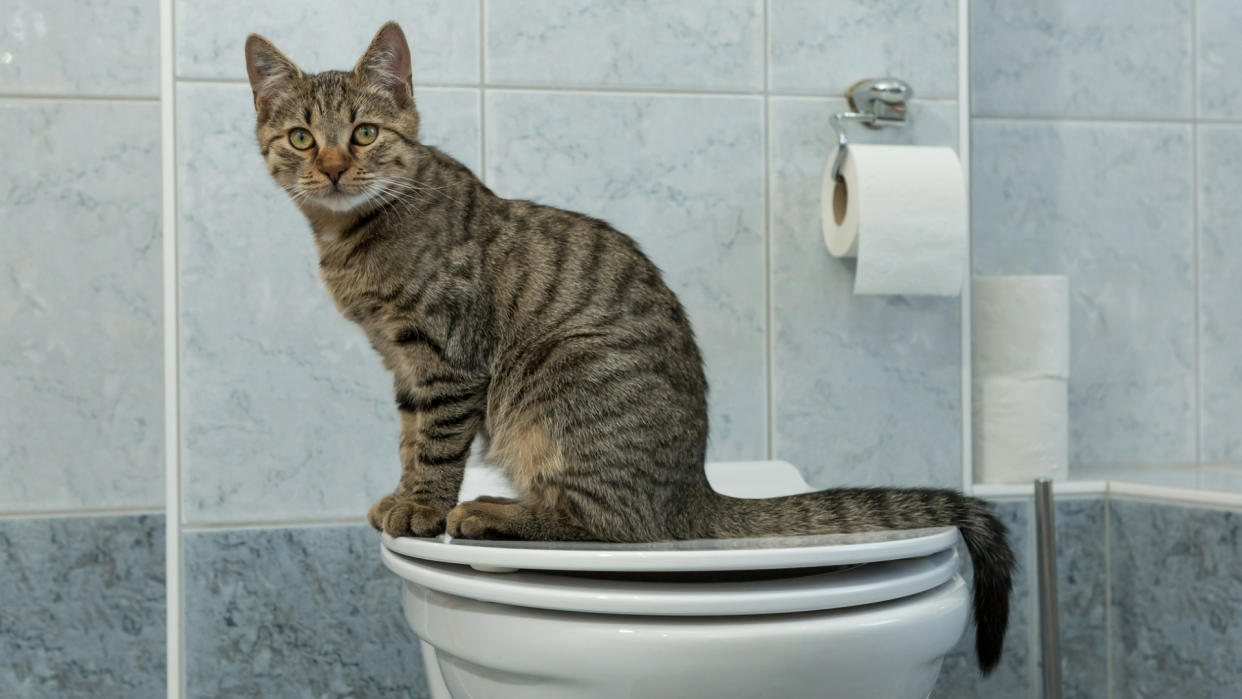  Cat sitting on the toilet seat. 