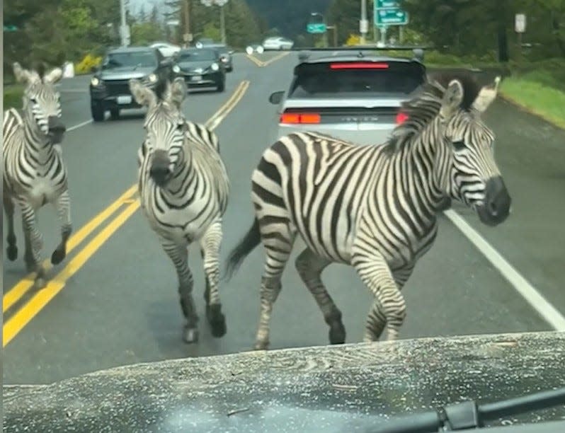 Four zebras were on their way to Montana when they saw an opportunity and escaped from their trailer, running amok on the highway, the Washington State Patrol said.