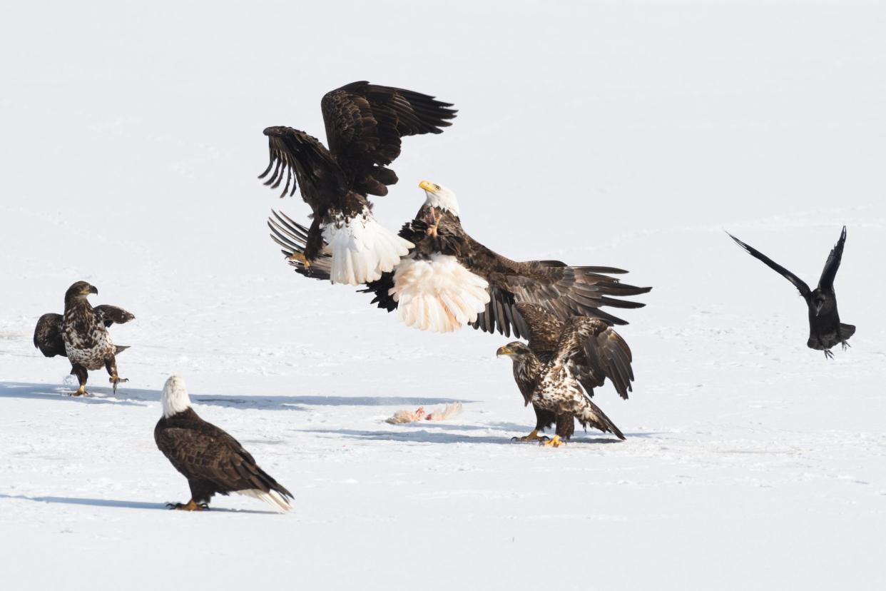 A number of bald eagles fight for food on the snow covered ground.