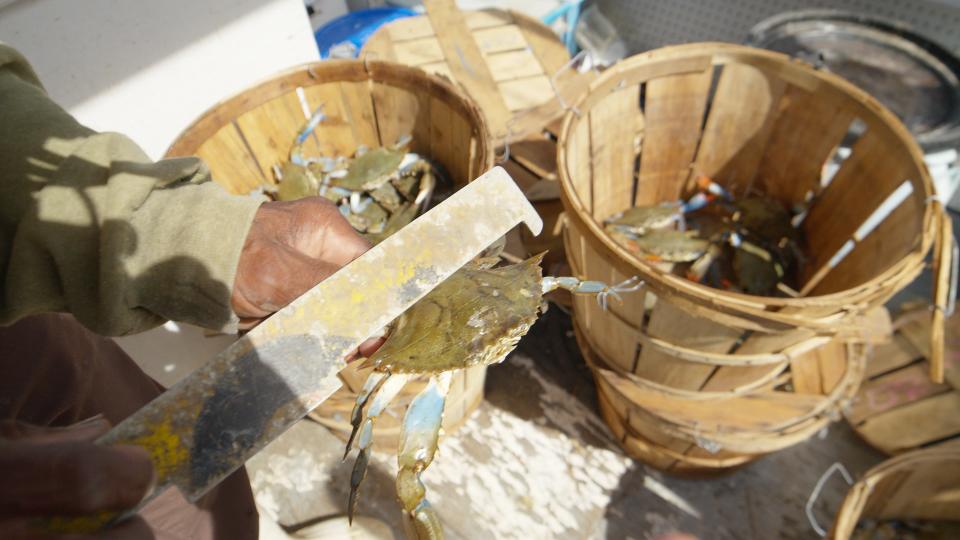 Chesapeake Bay blue crabs are measured and sorted before being sent to market or a processing facility. (TODAY All Day)