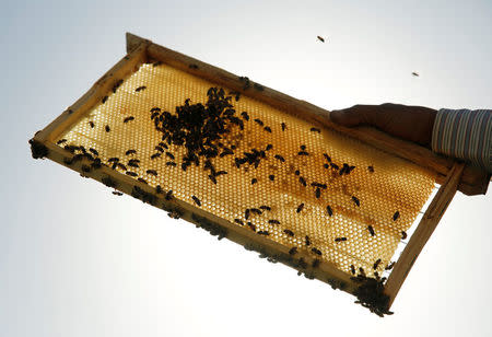 An Egyptian beekeeper holds a beehive frame at his farm in Shibin El Kom, Al- Al-Monofyia province, northeast of Cairo, Egypt November 30, 2016. Picture taken November 30, 2016. REUTERS/Amr Abdallah Dalsh