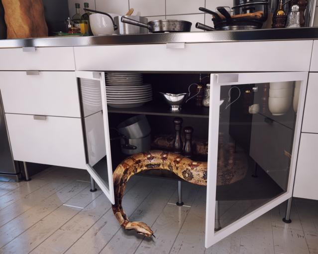 The No. 1 Sign There's a Snake in Your Bathroom — Best Life